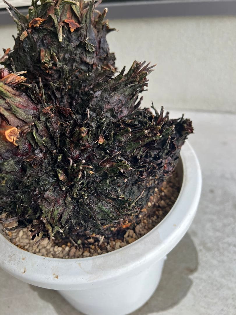 【年末セール】サイカス・レボルタ / ソテツ 多頭 大株 ガーデニング