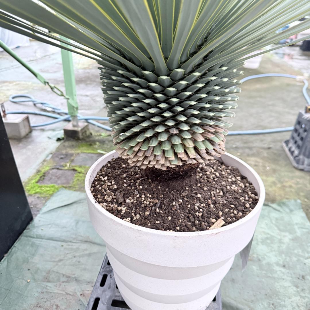 【AL1145】ユッカ　ロストラータ　ホワイト個体　【ALBEROホワイト祭り】