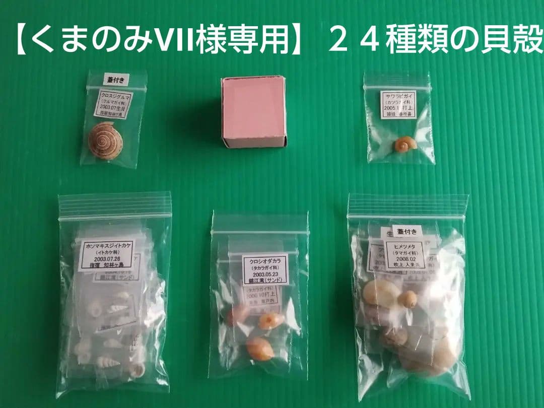 【くまのみVII】タカラガイ科他４５種類の貝殻