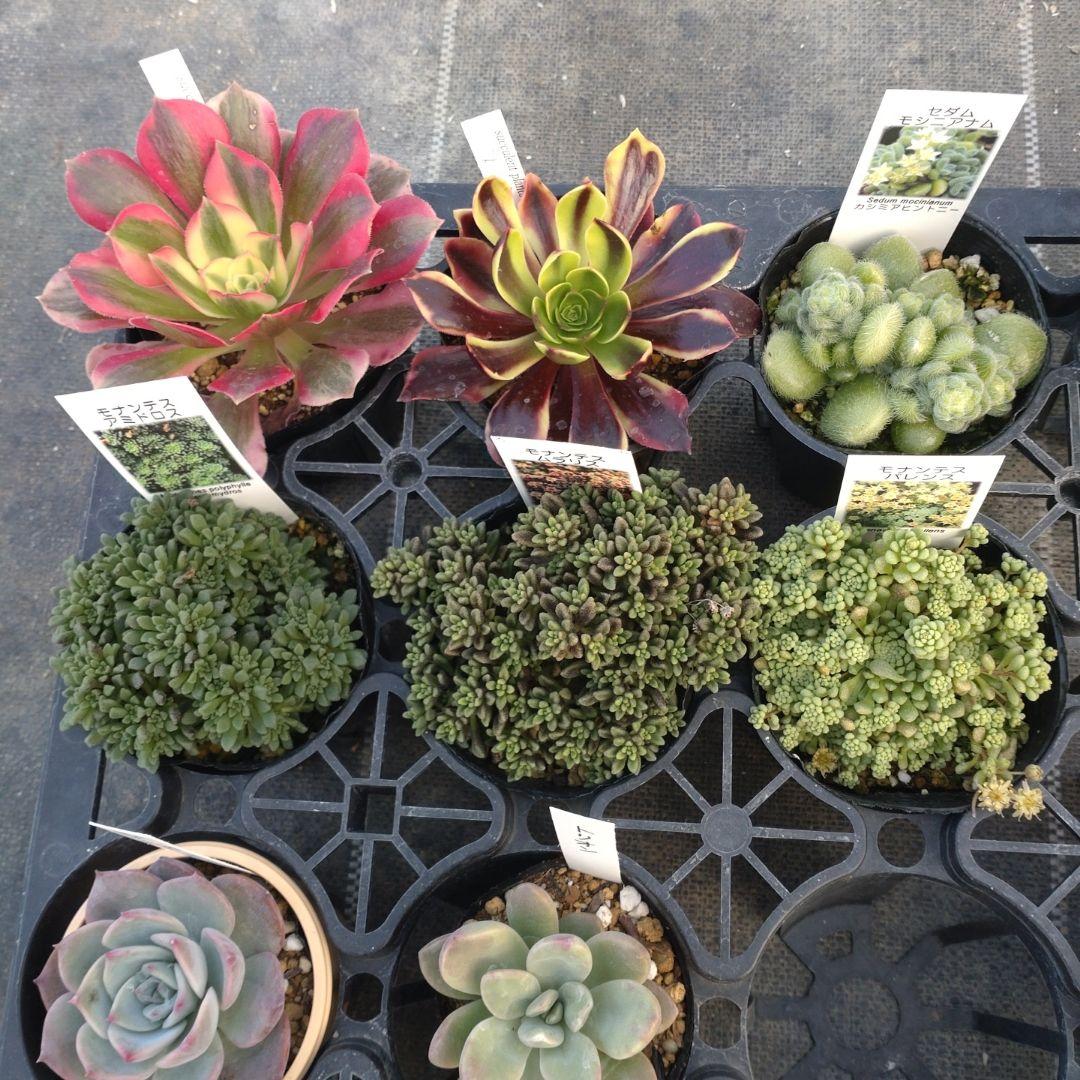 雪うさぎさん専用