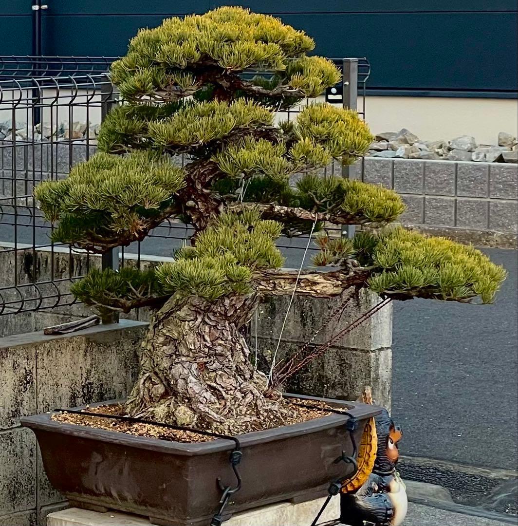 upyh0ccmpri31hhvmd08  【五葉松】盆栽※引き取り限定！