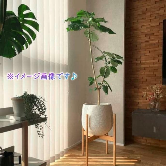 Actus stem 鉢カバー Eco Stone 8号用鉢