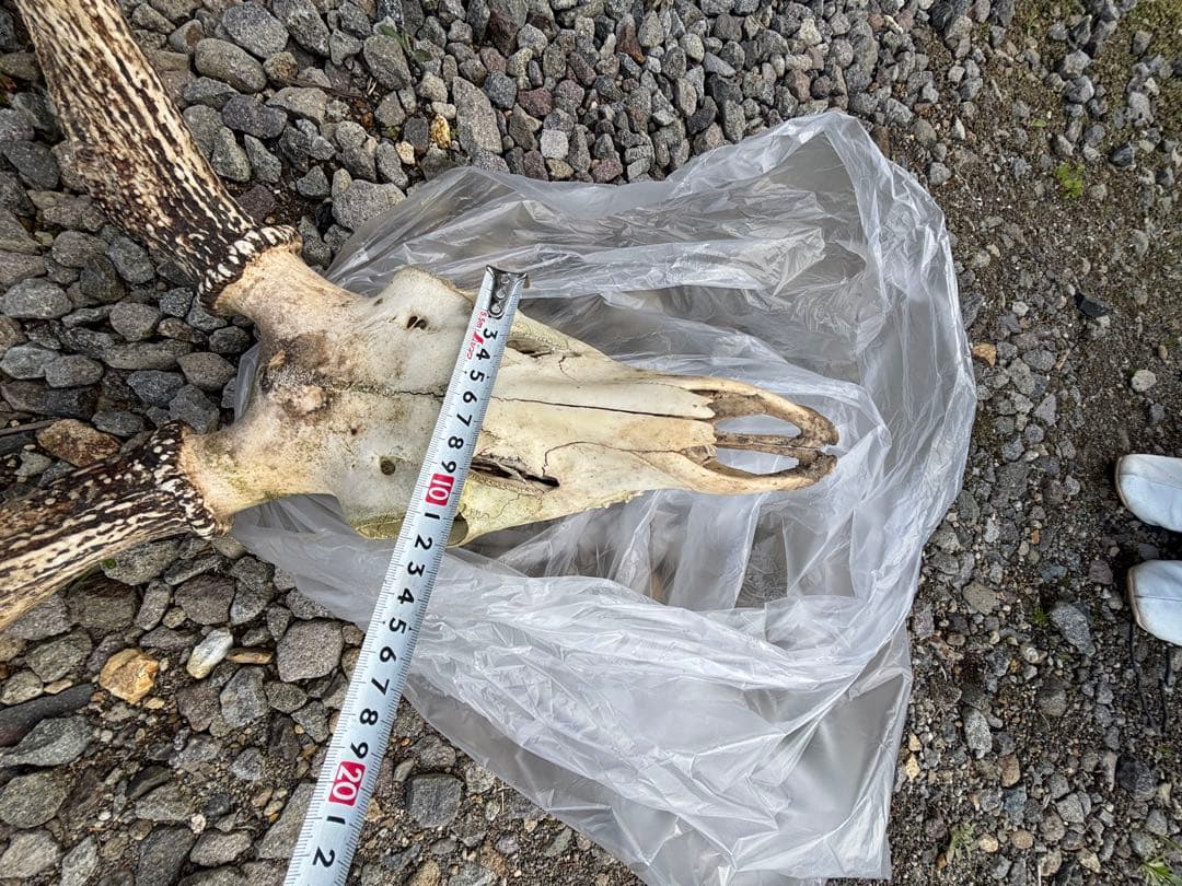 エゾシカの頭骨