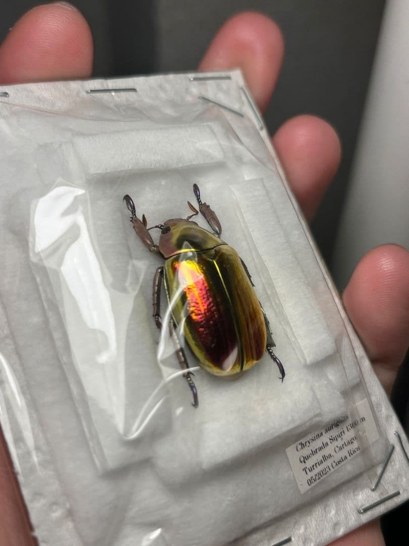 【26mm】アウリガンスプラチナコガネ 赤色型 カナブン ウグイスコガネ 標本