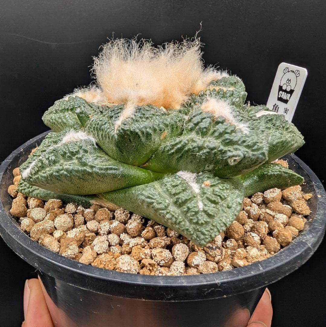 み*ん様 亀甲牡丹 国内実生 鉢植え メルカリ便送料込み