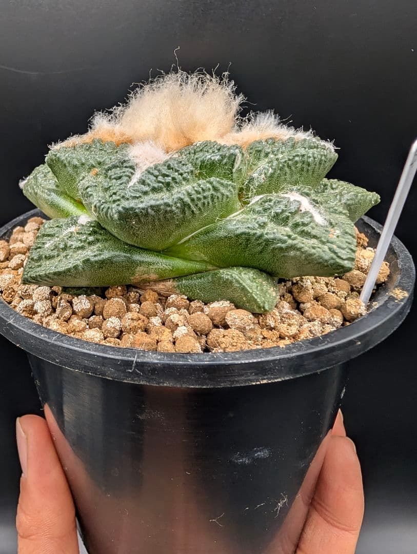 み*ん様 亀甲牡丹 国内実生 鉢植え メルカリ便送料込み