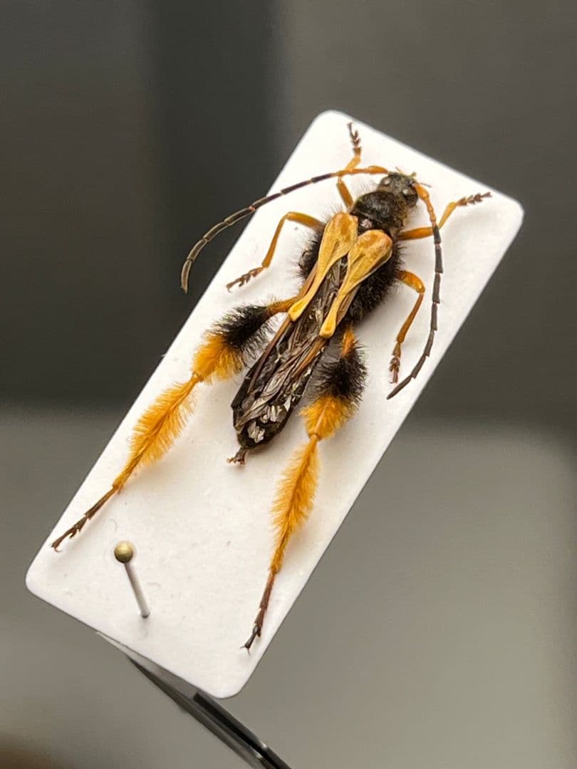 【天牛最美麗種】チリケブカホソコバネカミキリ 標本 とんでもない甲虫