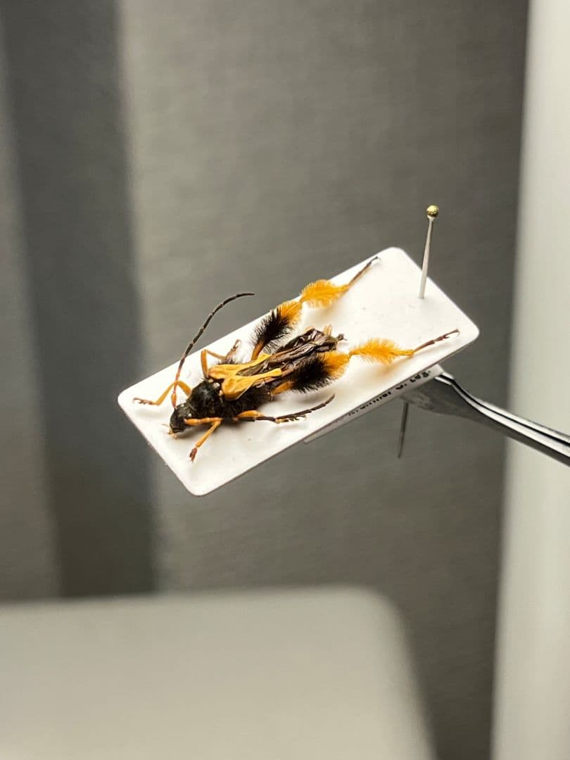 【天牛最美麗種】チリケブカホソコバネカミキリ 標本 とんでもない甲虫