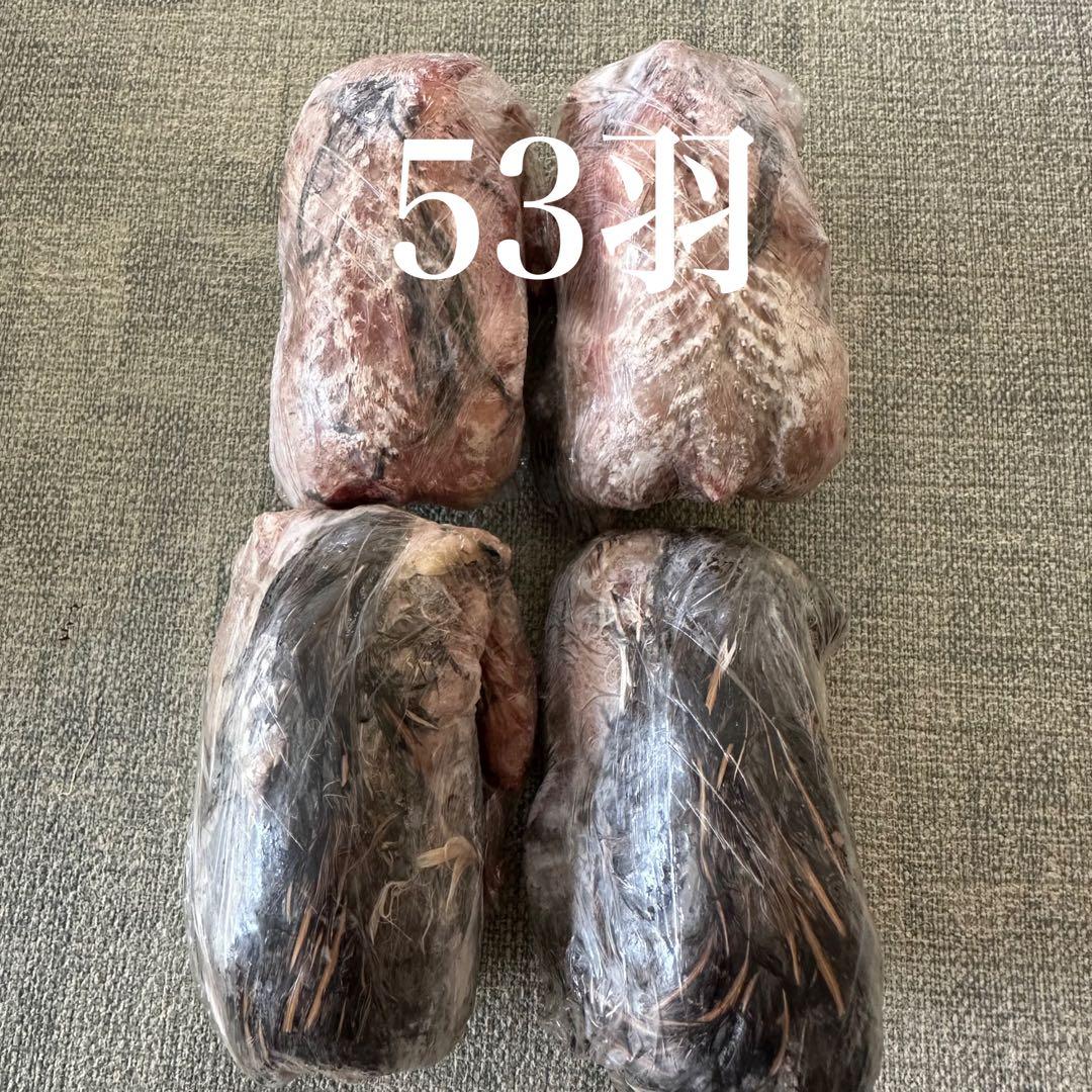 冷凍ウズラ 63羽　処理済み 　猛禽類、爬虫類のエサ