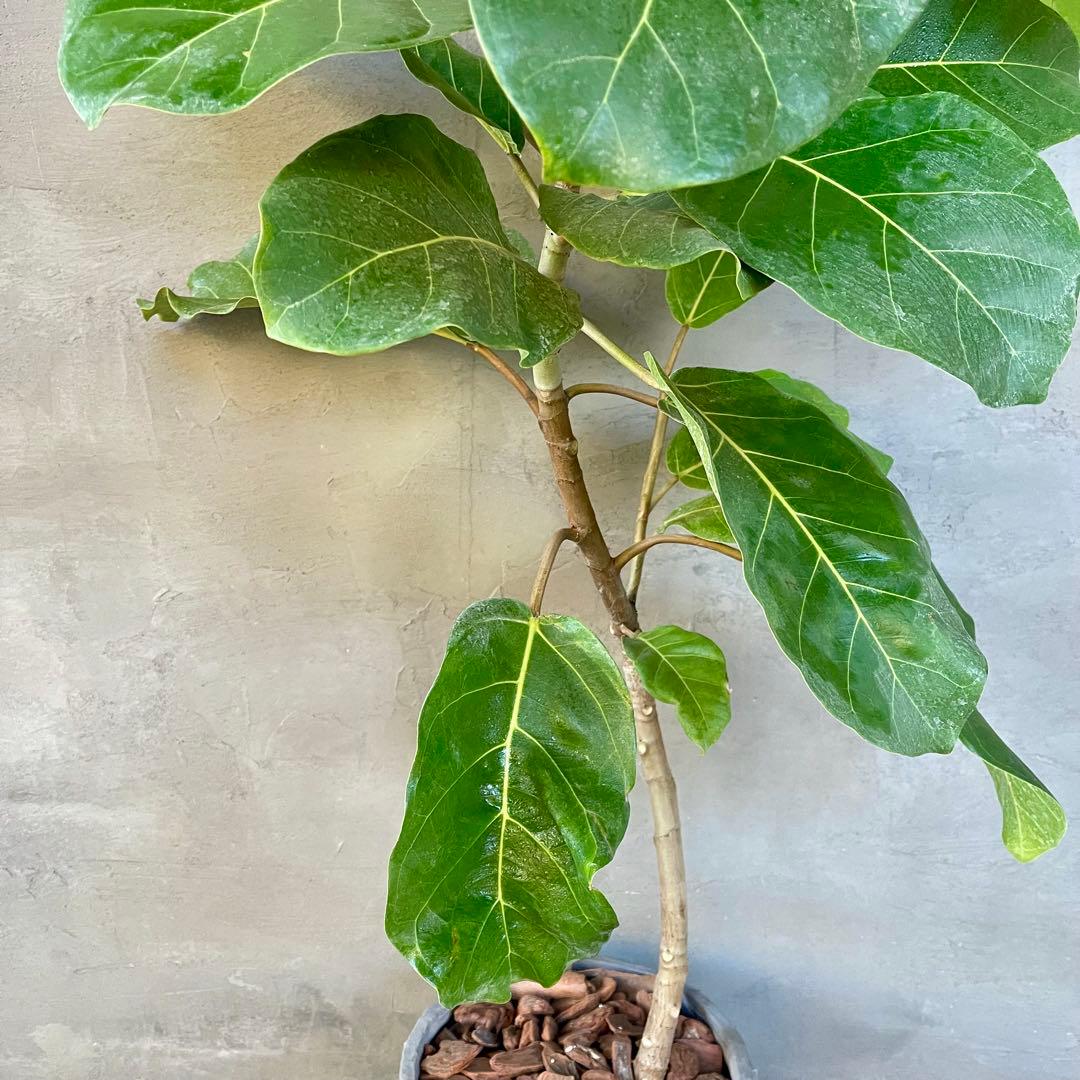 希少　フィカス　アフリカンプリンス　曲がり仕立て　陶器鉢　植え込み発送