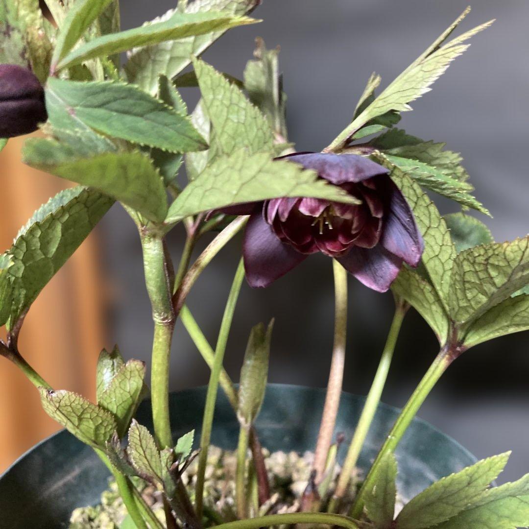 まい3点おまとめ 分割クリスマスローズ雅紫色の花