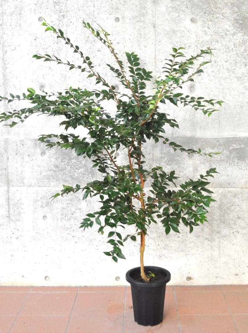 実付き ジャボチカバ 8号 大葉 四季生り 160cm