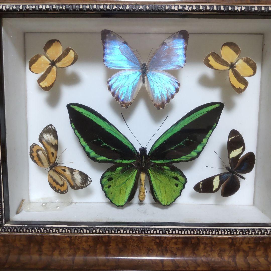 やっちゃん　メガネトリバネアゲハ　スルコウスキーモルフォ蝶　蝶の標本