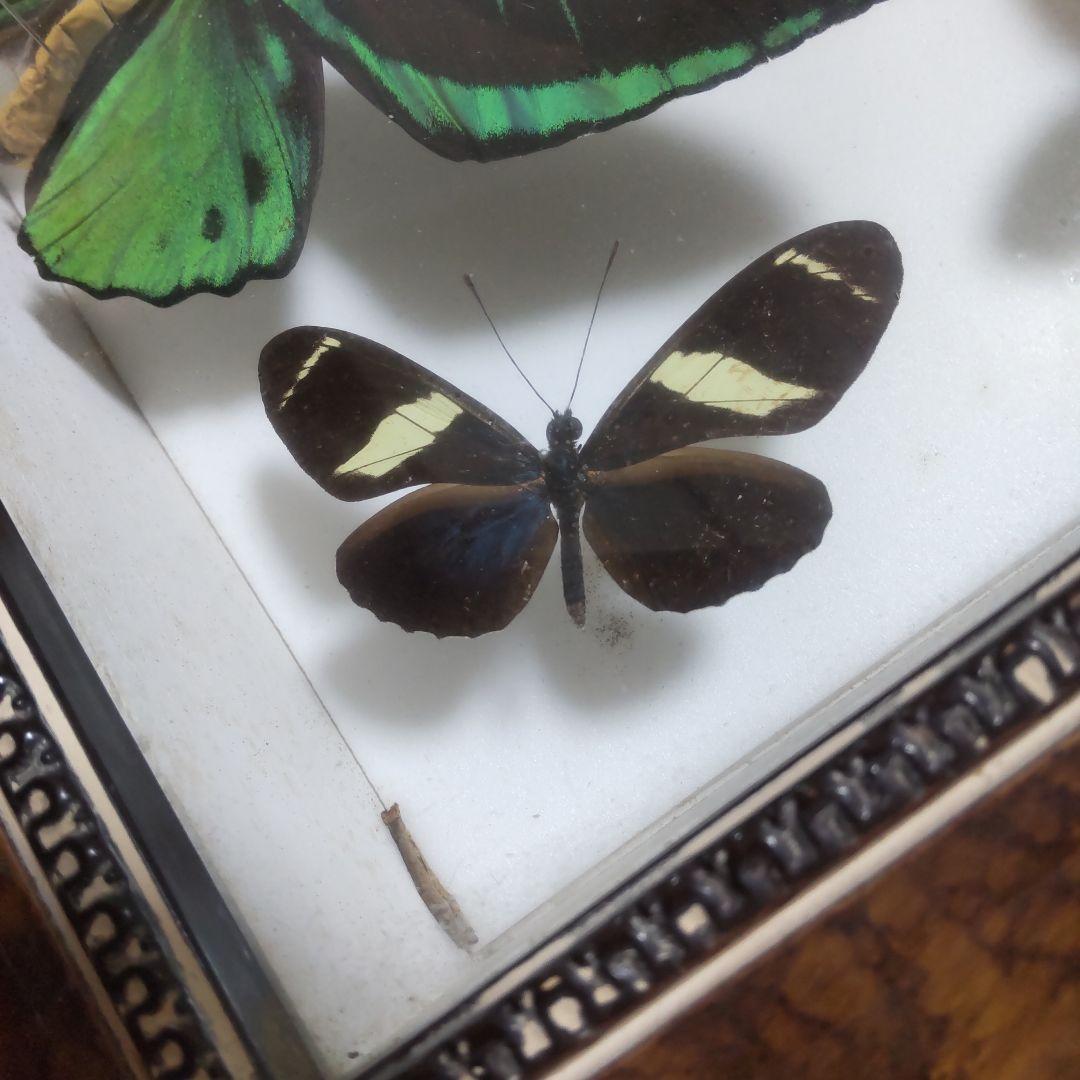 やっちゃん　メガネトリバネアゲハ　スルコウスキーモルフォ蝶　蝶の標本