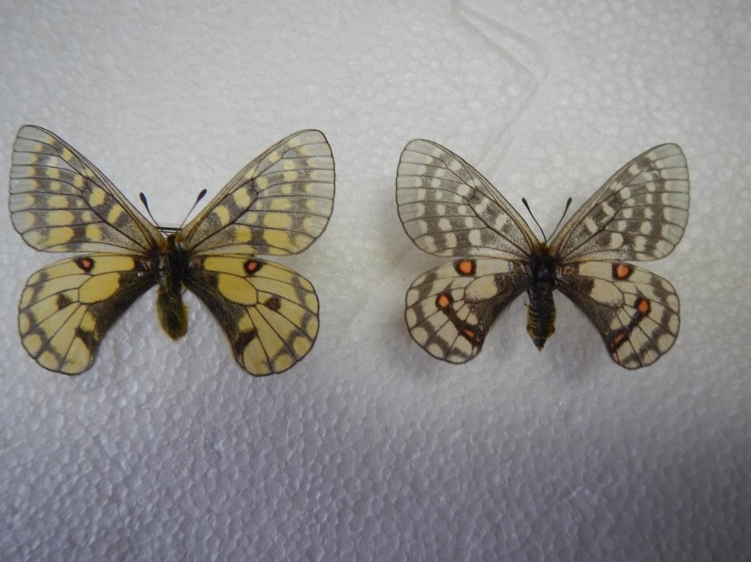 ウスバキチョウ（ロシア）ペアー