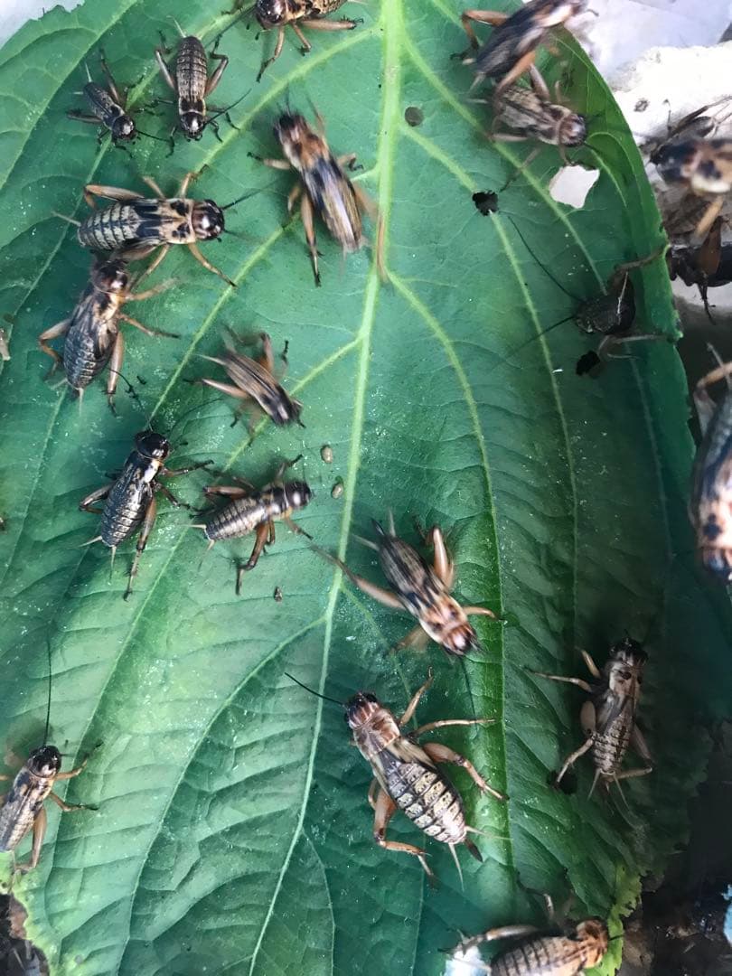 ★合鴨なつお君商品★1kg冷凍コオロギ M・Lサイズフタホシコオロギ