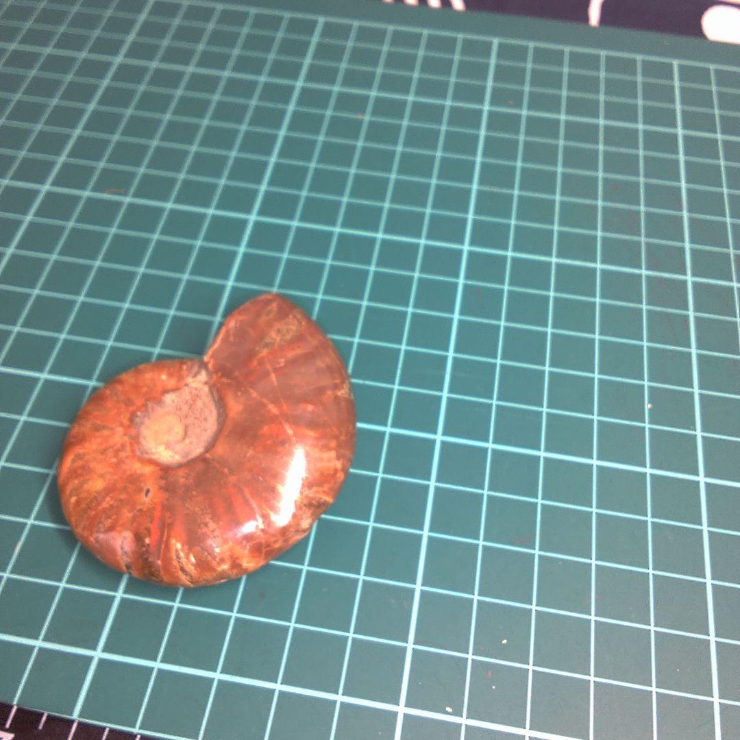 小物１ アンモナイト化石 光沢あり