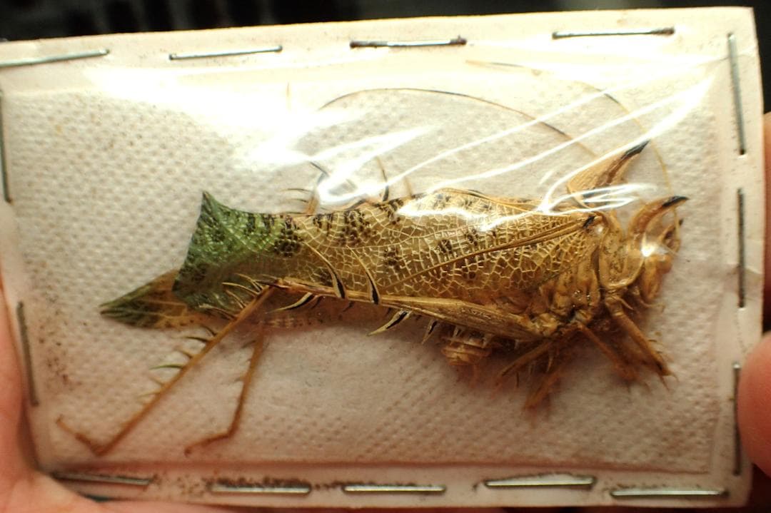 南米のサルオガセギス