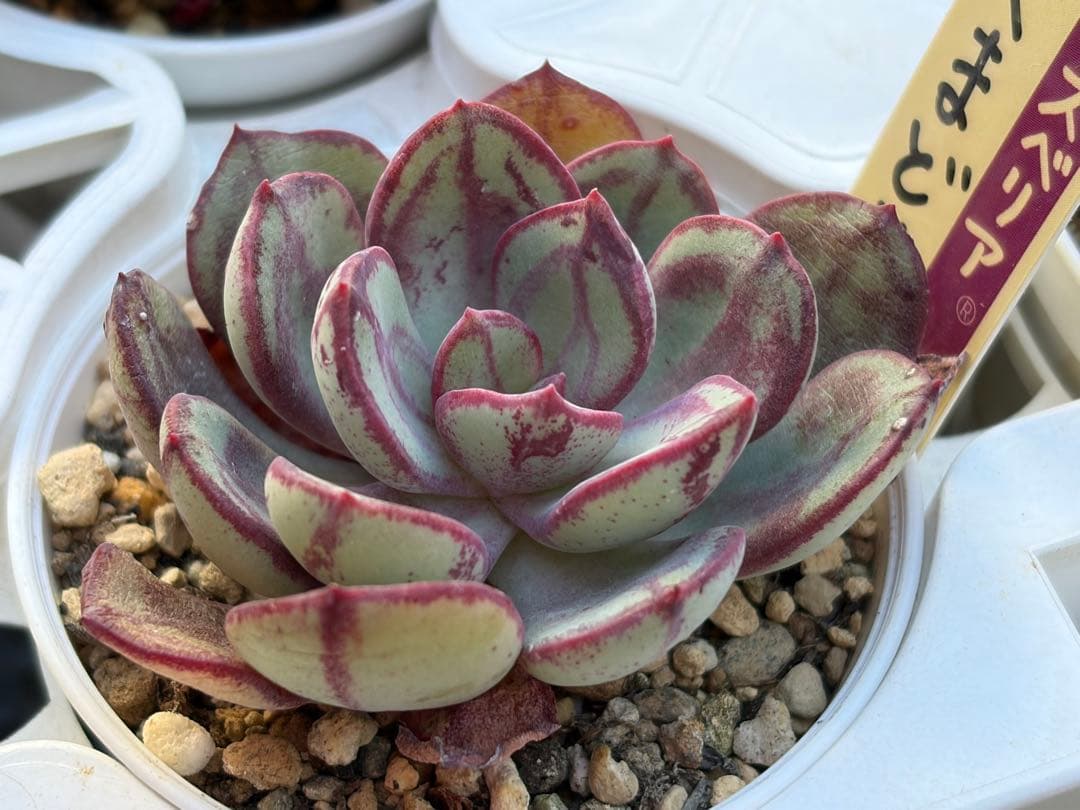 ＊ぽぽ＊さま専用 おらいさん苗30個セット　ミックスベリア　エケベリア多肉