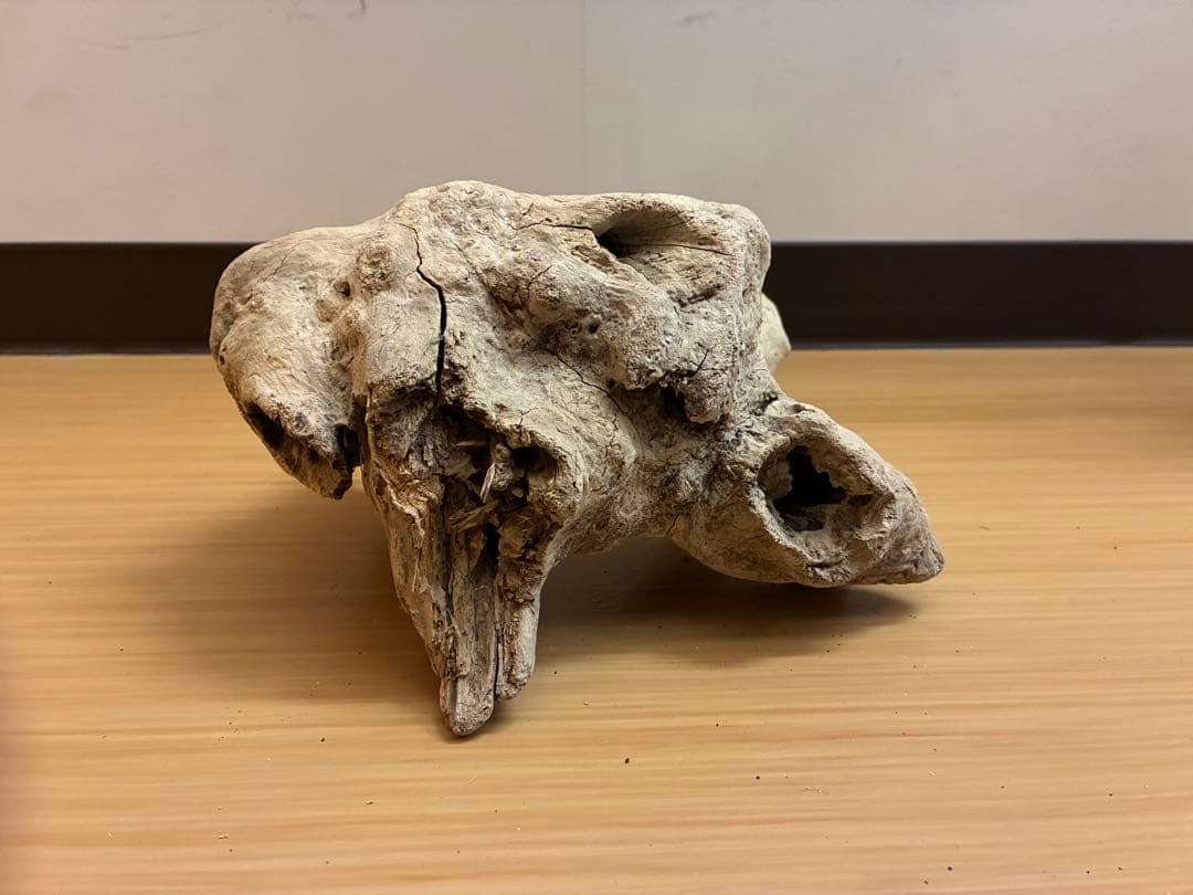 一点物 流木オブジェ|爬虫類・魚｜高さ約75cm Y字型｜大型インテリア