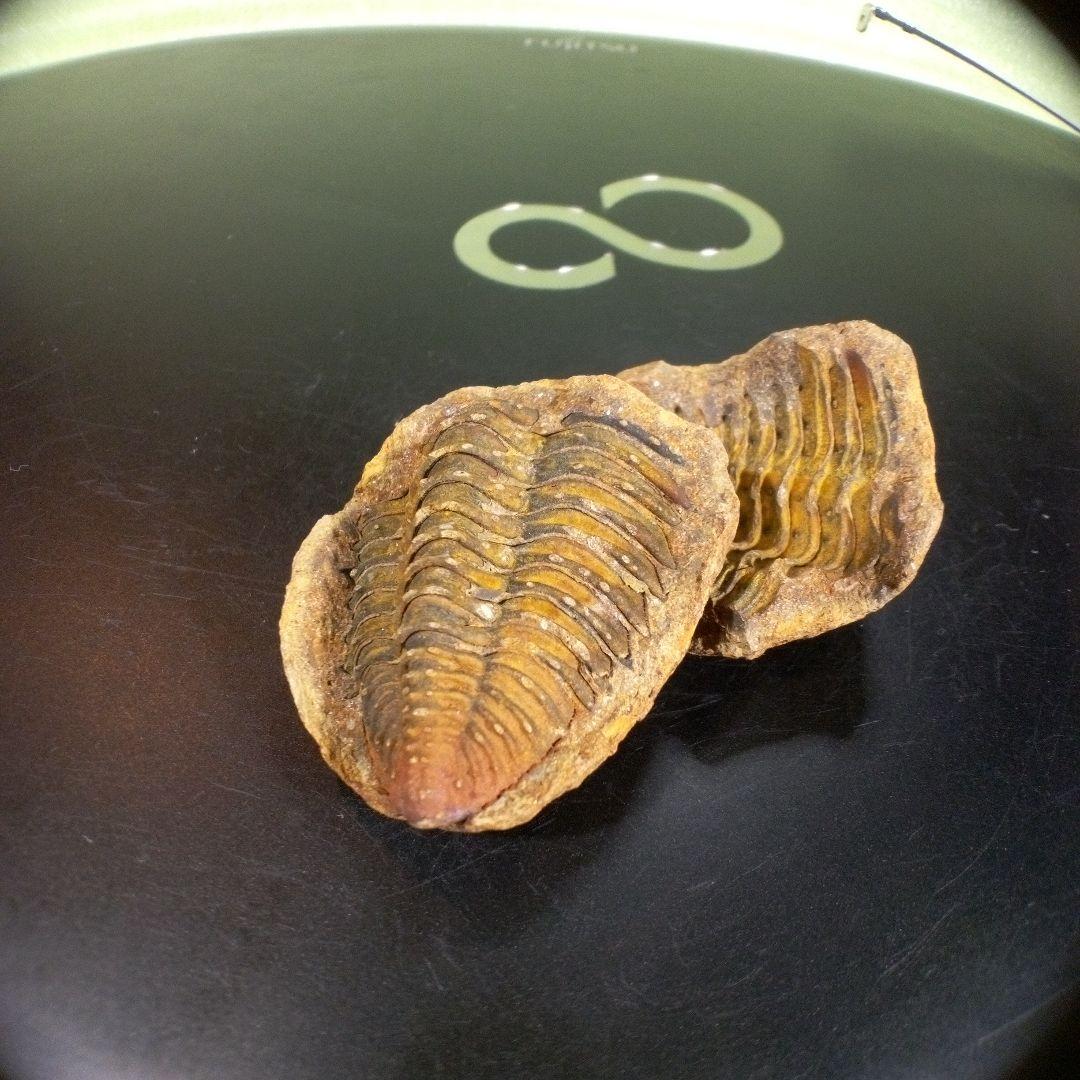 三葉虫　化石　fossil　ボリビア産　trilobite　ノジュール管理⑧