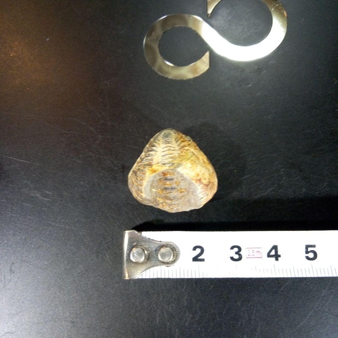 三葉虫　化石　fossil　海　ボリビア産　trilobite　海生動物判別④