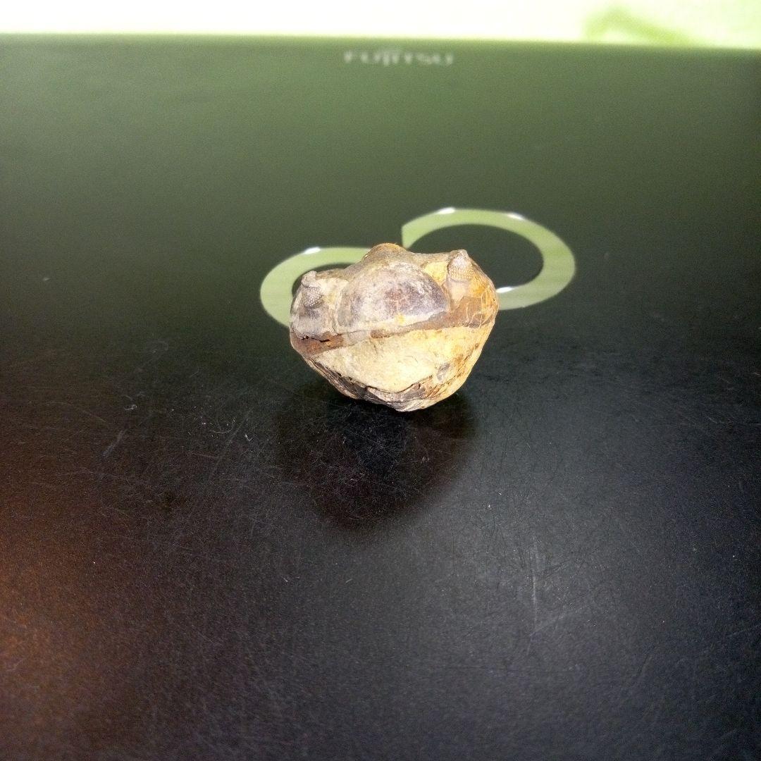 三葉虫　化石　fossil　海　ボリビア産　trilobite　海生動物判別④