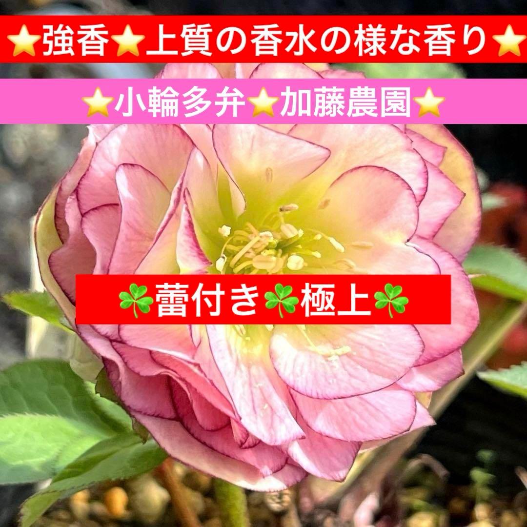 u*0様 3404☘️蕾付き☘️極上☘️⭐️強香⭐️上質の香水の様な香り⭐️小輪