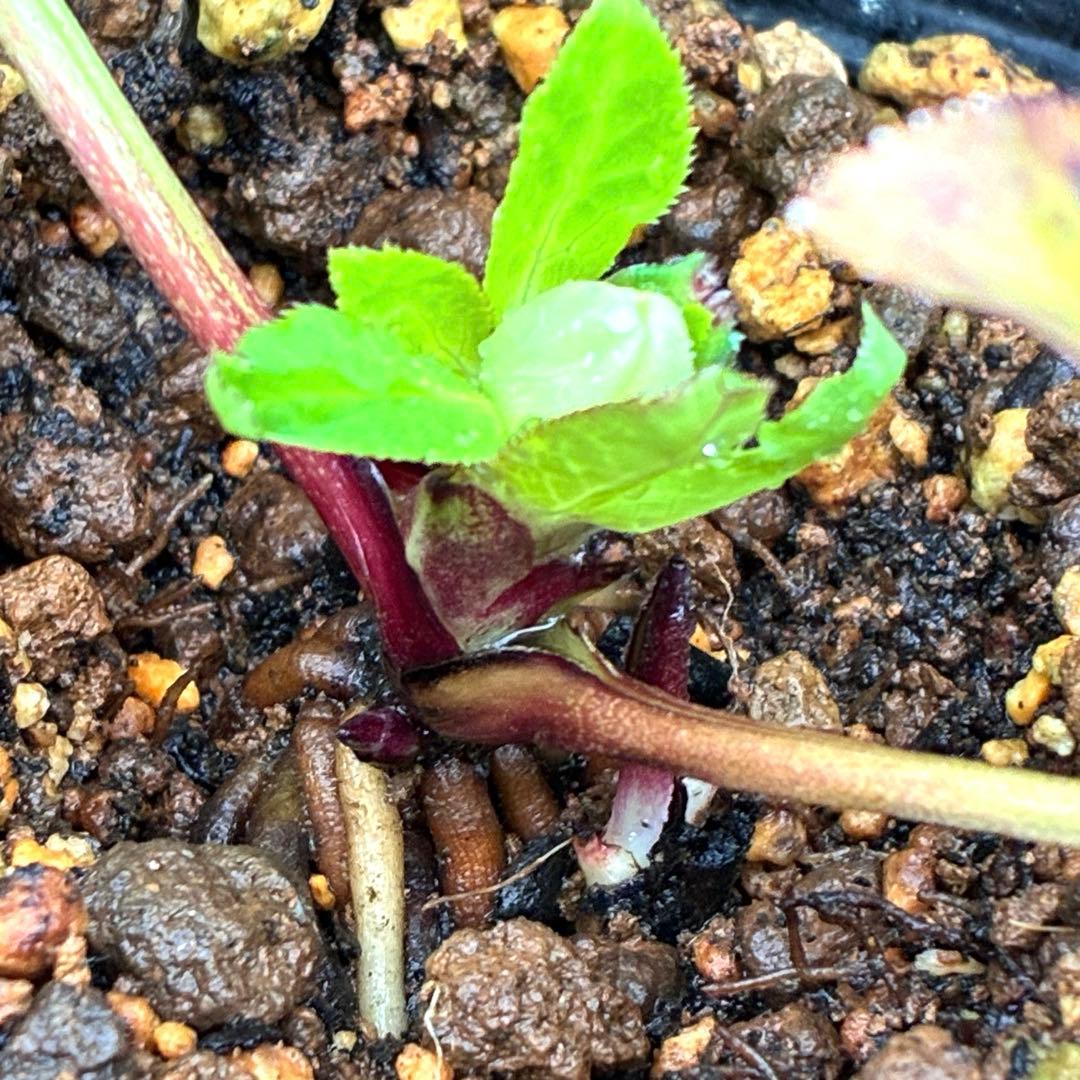 u*0様 3404☘️蕾付き☘️極上☘️⭐️強香⭐️上質の香水の様な香り⭐️小輪