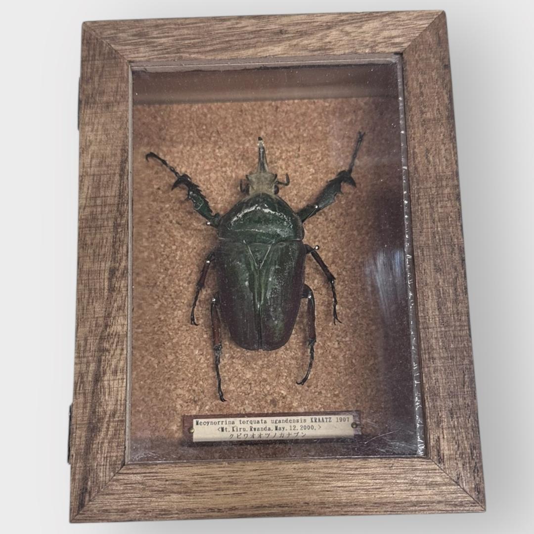 桐箱入り　　クビワオオツノカナブン 雄　オス　標本　　ルワンダ産