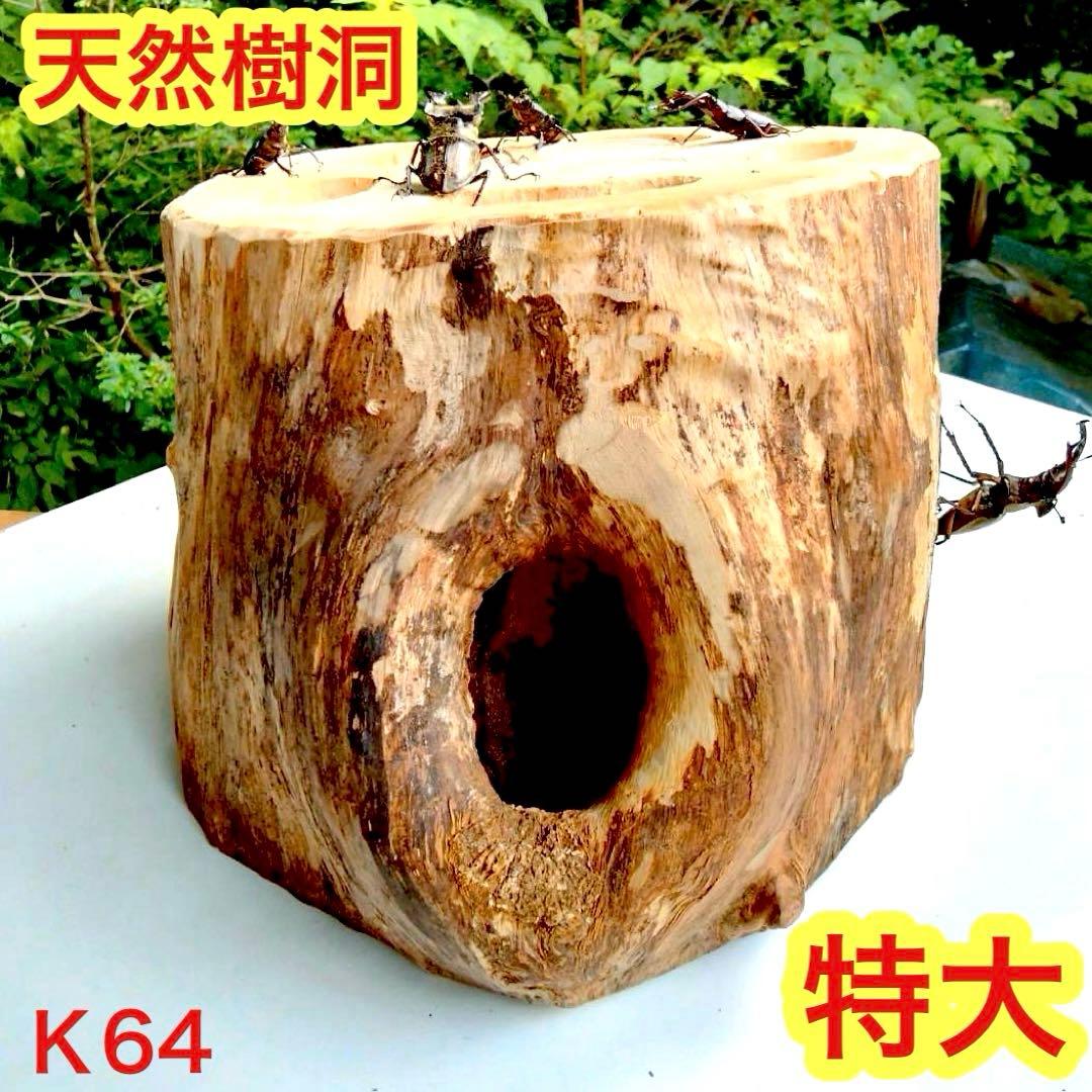 特大隠れ家　天然樹洞　登り木　クワリウム　クワガタ　止まり木　シェルター　エサ皿