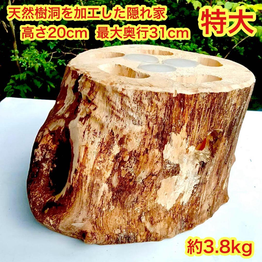 特大隠れ家　天然樹洞　登り木　クワリウム　クワガタ　止まり木　シェルター　エサ皿