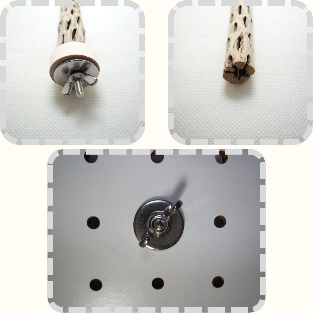 らいちょう　カクタスパーチ　3本セット