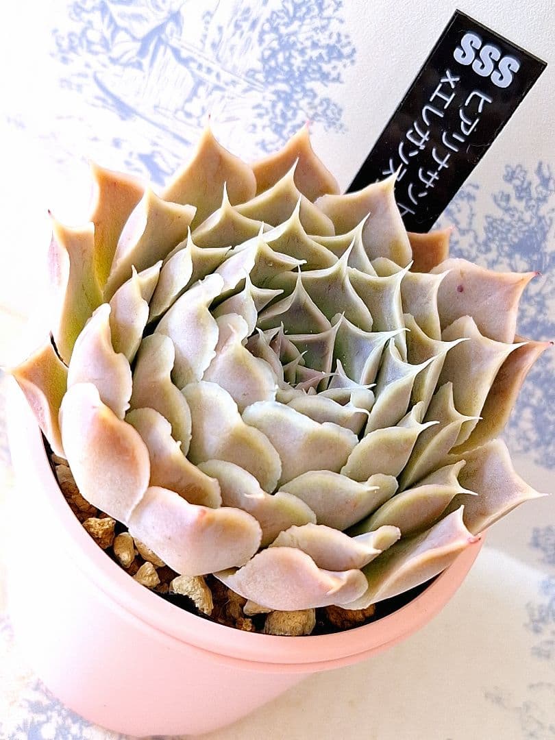 ヒアリナサントドミンゴ×エレガンスラパス札付きポットごとメルカリ便SSSさん苗