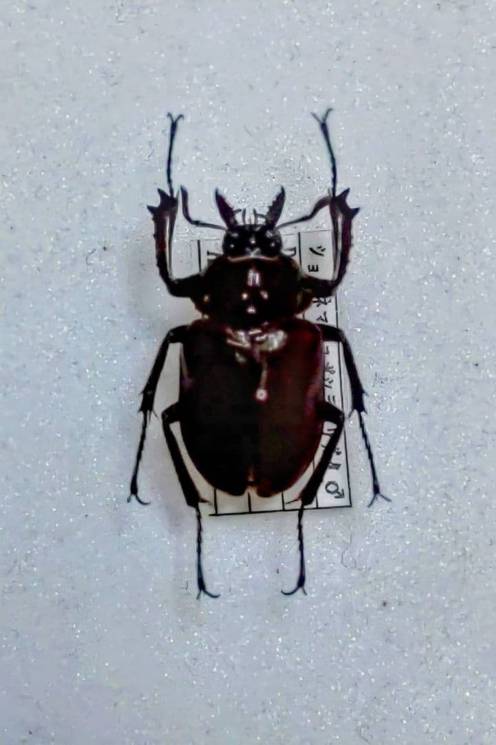 ショーネマン コガシラクワガタ 標本