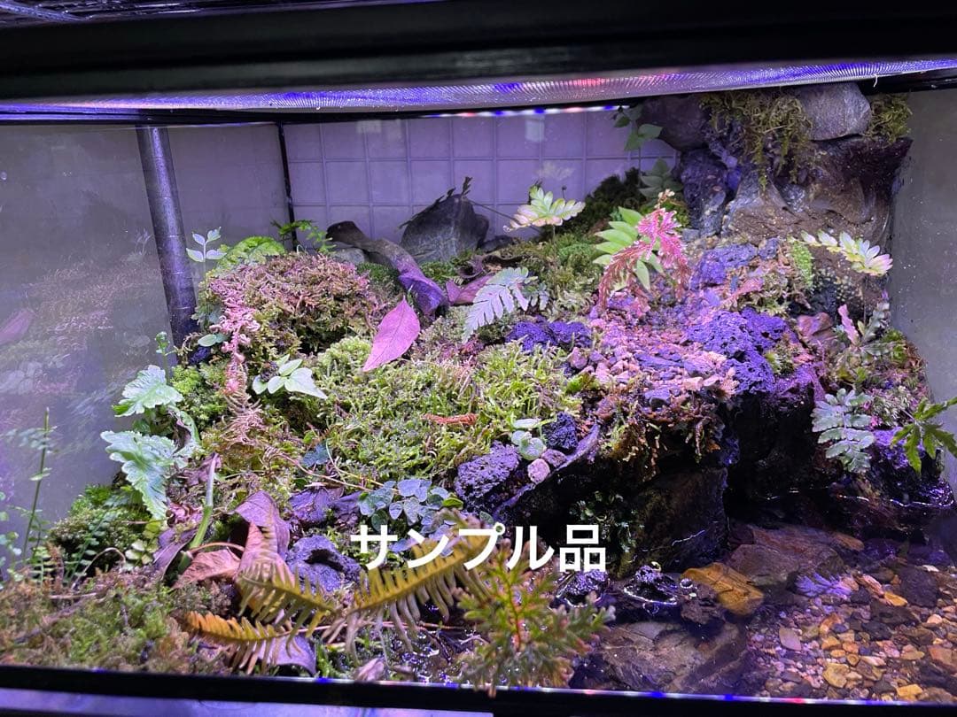 【受注生産】アクアテラリウム、イモリウム