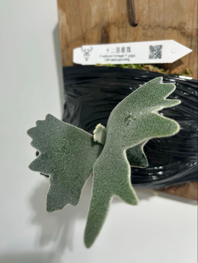 ビカクシダ P. willinckil'Omega P. gqgq