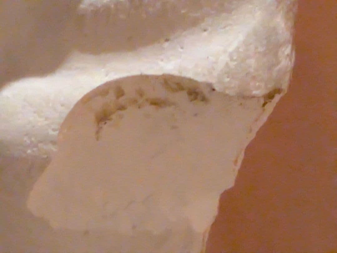 石膏像　モーゼ大顔面