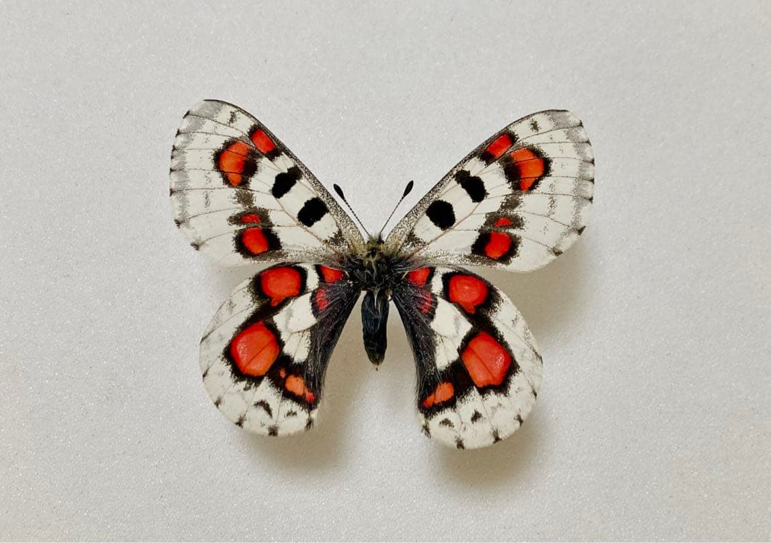 【蝶標本】パルナシウス・ノミオン・コイワヤイ （1オス  中国/青海省産）