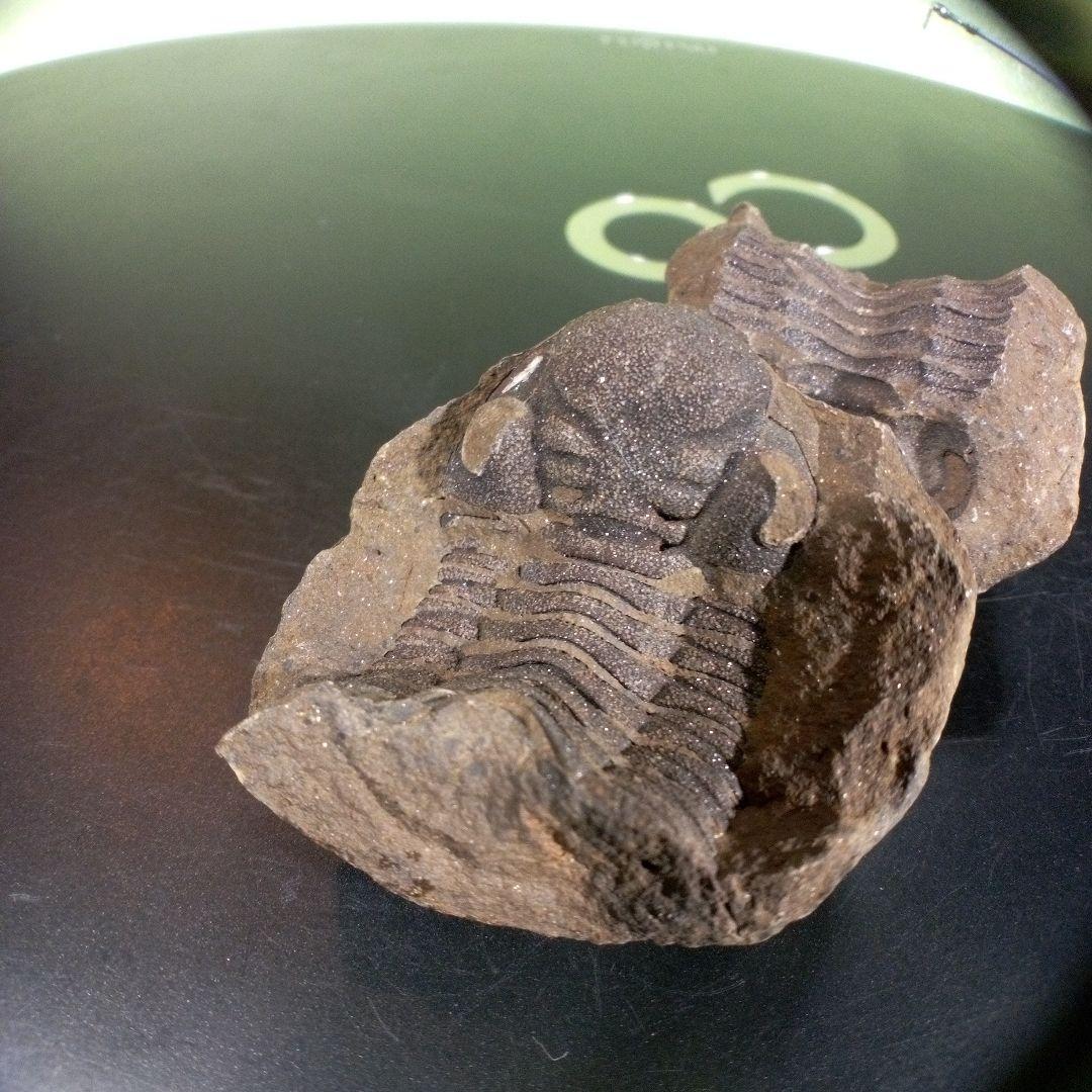 三葉虫　化石　fossil　ボリビア産　trilobite　ノジュール管理④