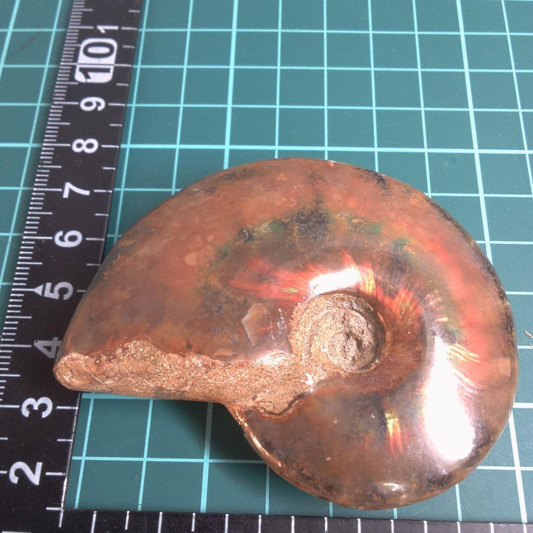 小物１ アンモナイト化石 赤褐色