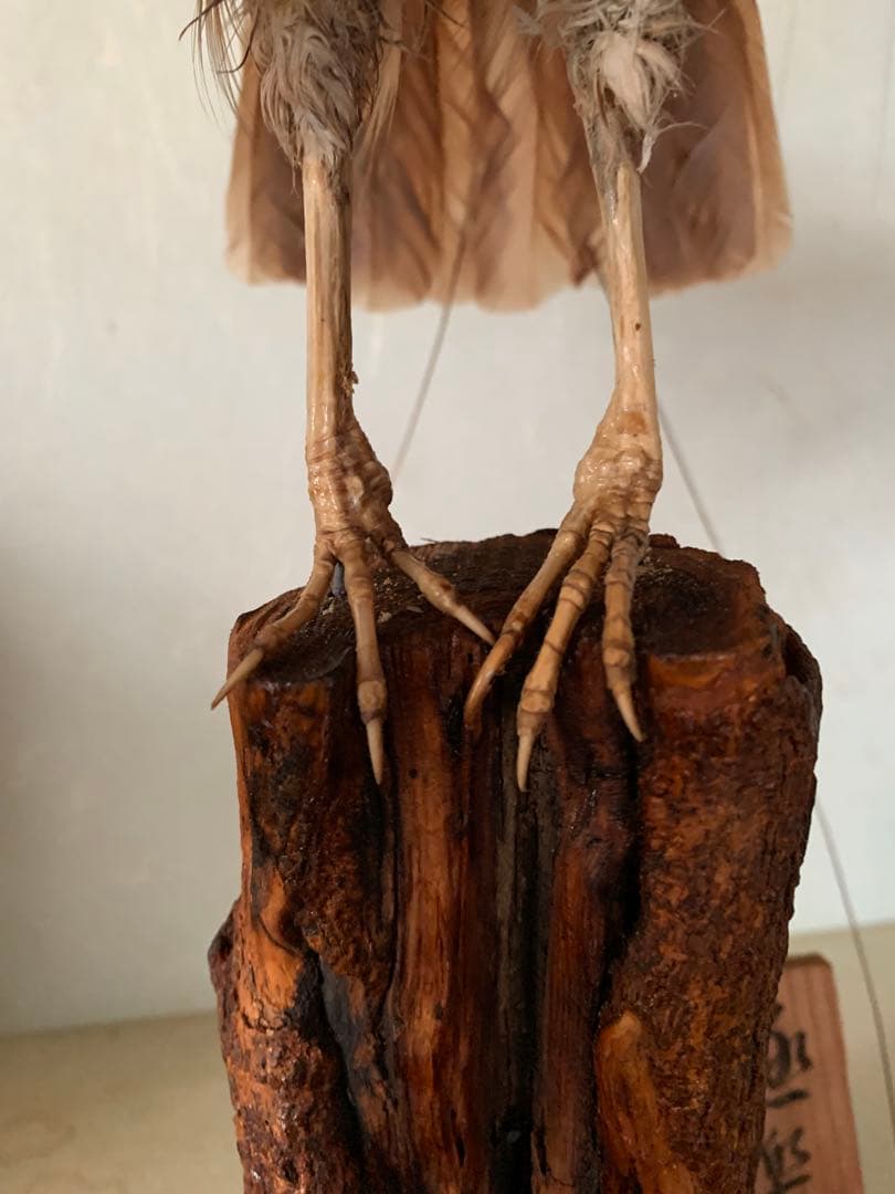 風鳥 極楽鳥 剥製 インテリア アンティーク レトロ ヴィンテージ アート