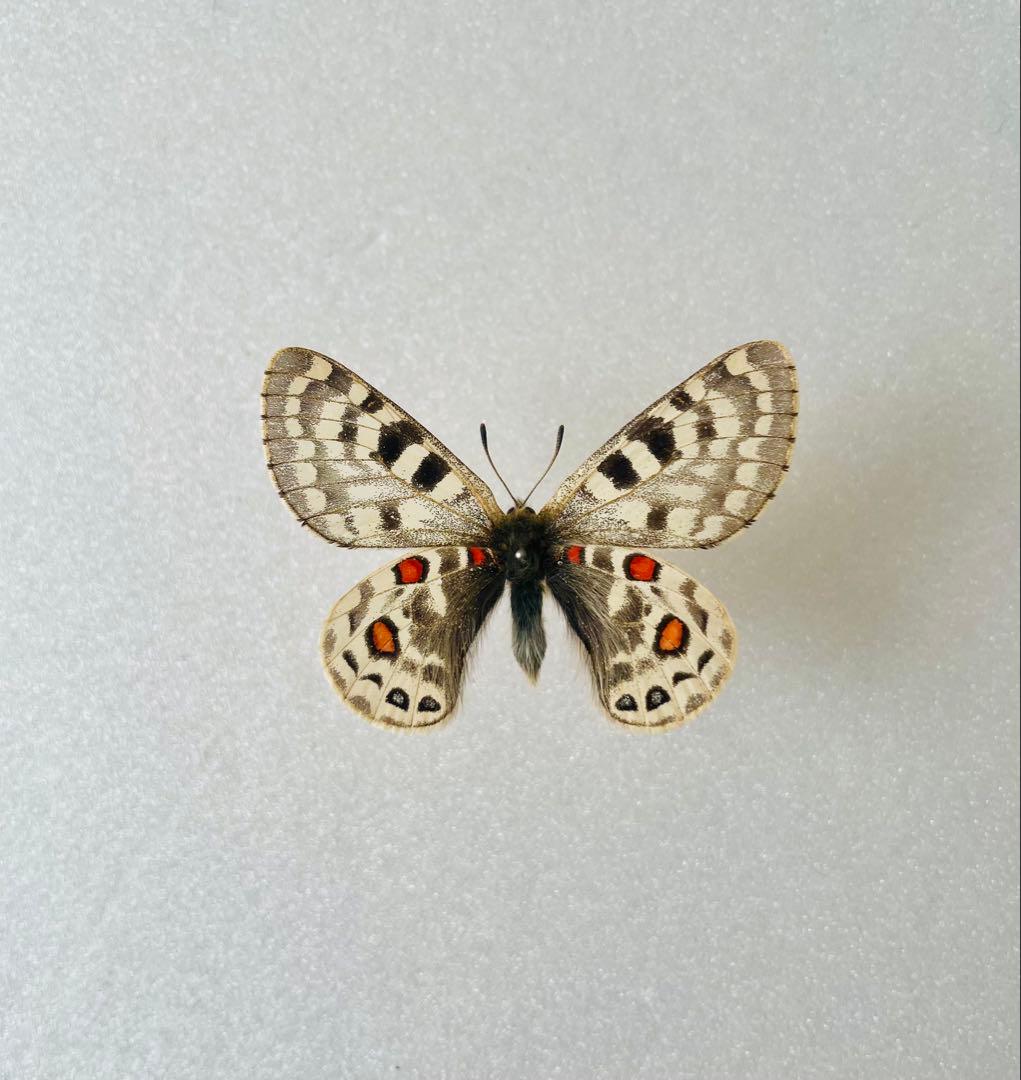 パルナシウス・アッコ（オス、中国・青海省産）