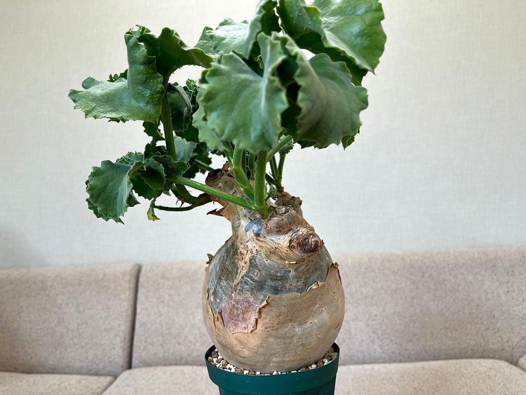 キフォステンマ マクロプス 大株 コレクション ぷっくり