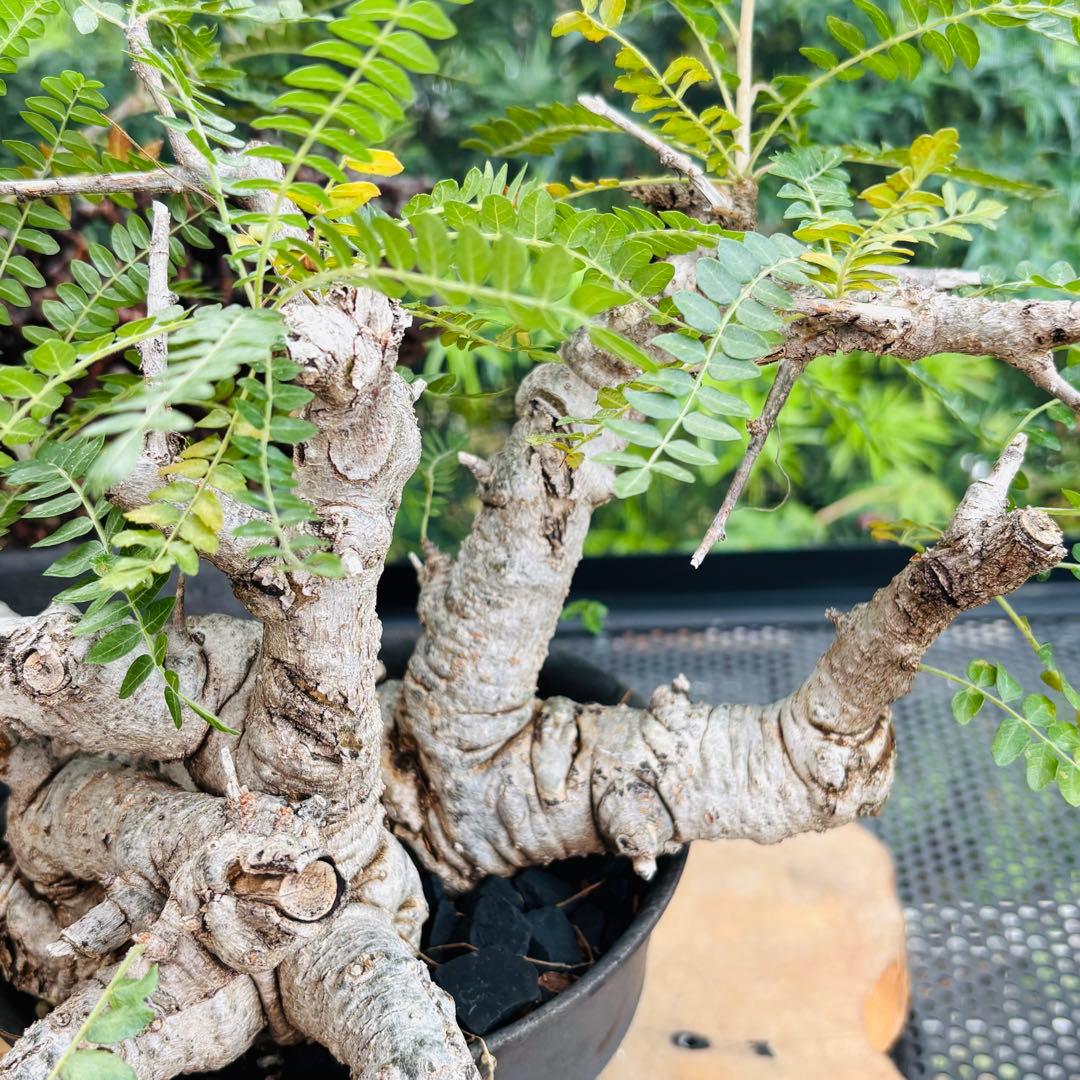 短期間限定超特価！ 低重心 大株 ボスウェリア ネグレクタ 現地球 船串篤司