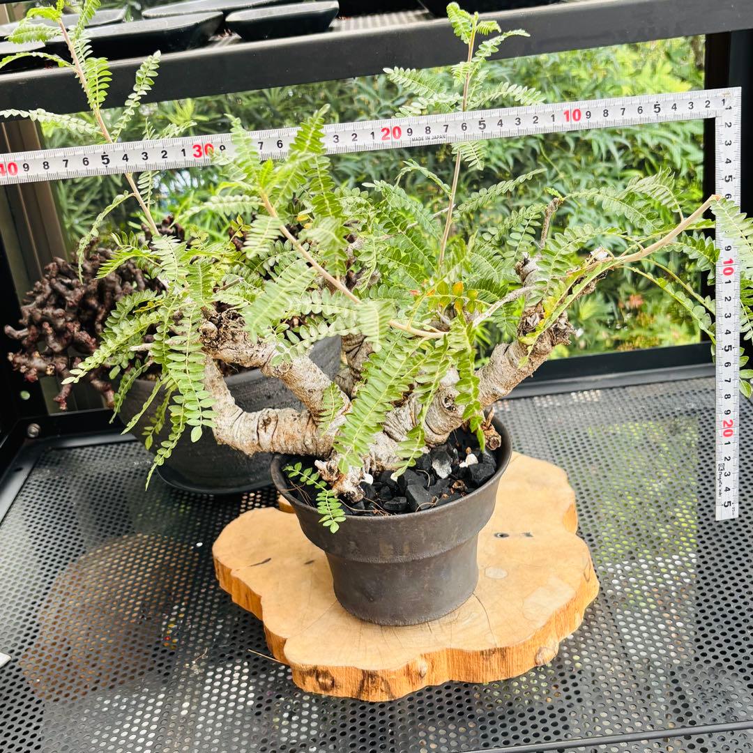 短期間限定超特価！ 低重心 大株 ボスウェリア ネグレクタ 現地球 船串篤司