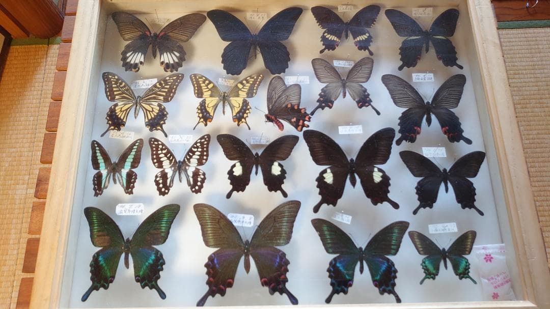 アゲハ蝶 桐箱標本 18体セット