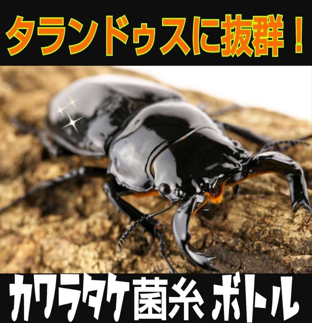 極上！カワラタケ菌糸瓶【8本】トレハロース・ローヤルゼリー配合！クワガタ全般OK