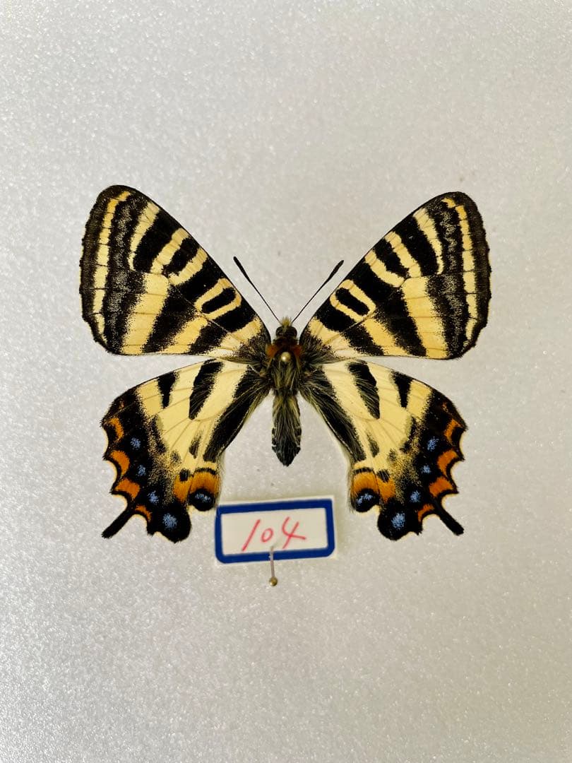 【イエロテール】ギフチョウ（1メス、新潟県）