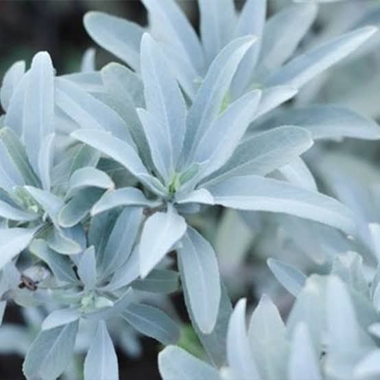 激安価格タイムセール☆無農薬ホワイトセージ枝付きクラスター１ｋｇ